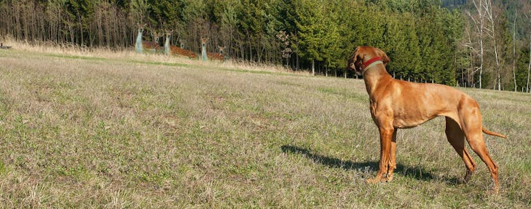 How to Train a Vizsla to Hunt Deer